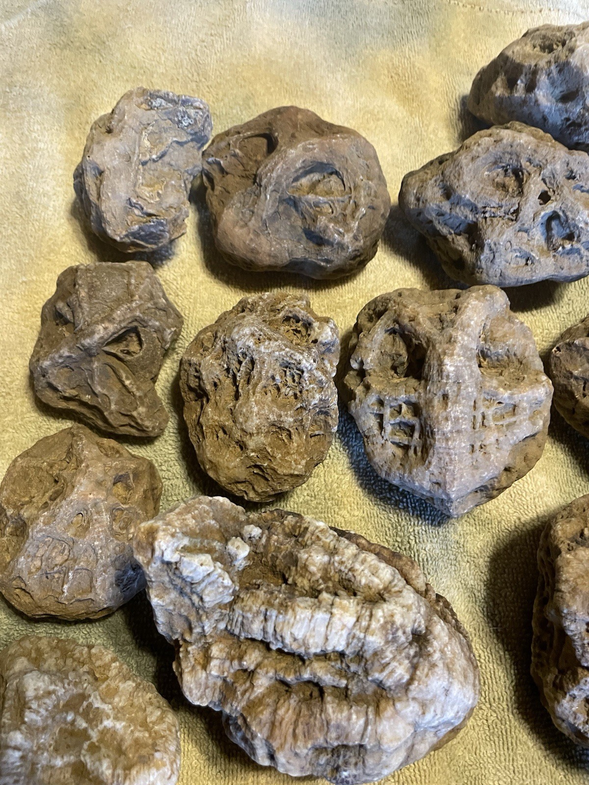 27-KENTUCKY GEODIZED FOSSILS. NICE ONES. 1” TO 5”.