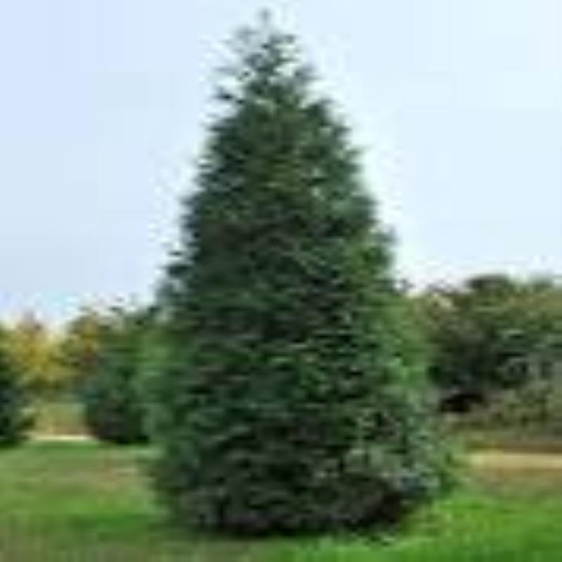 Green Giant Arborvitae, fast growing, privacy, five to 100 plants, FREE shipping