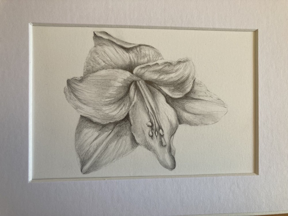 Original Artwork Botanical Flower Lily Graphite Pencil Drawing