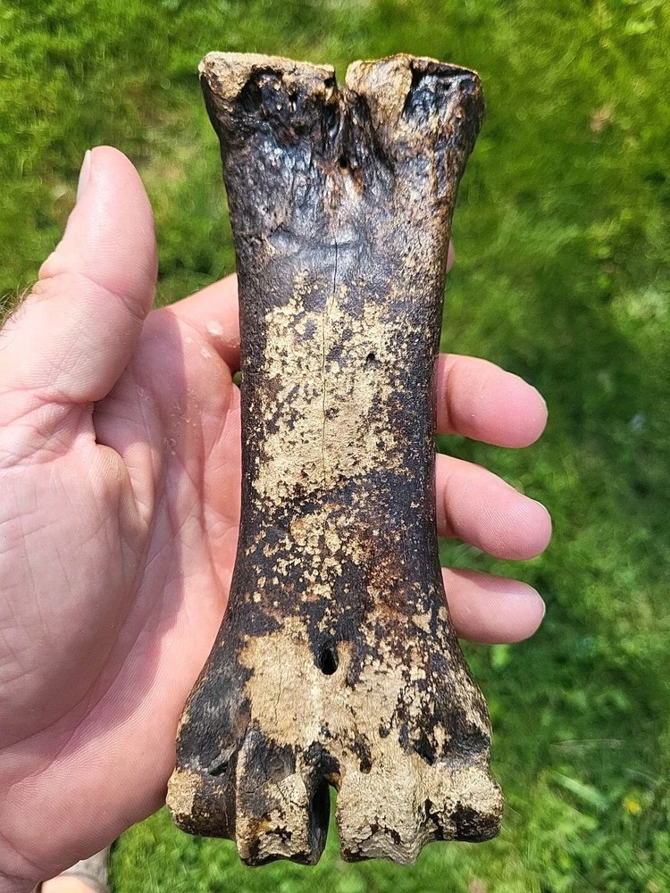 Bison metacarpal Historic bison foot bone