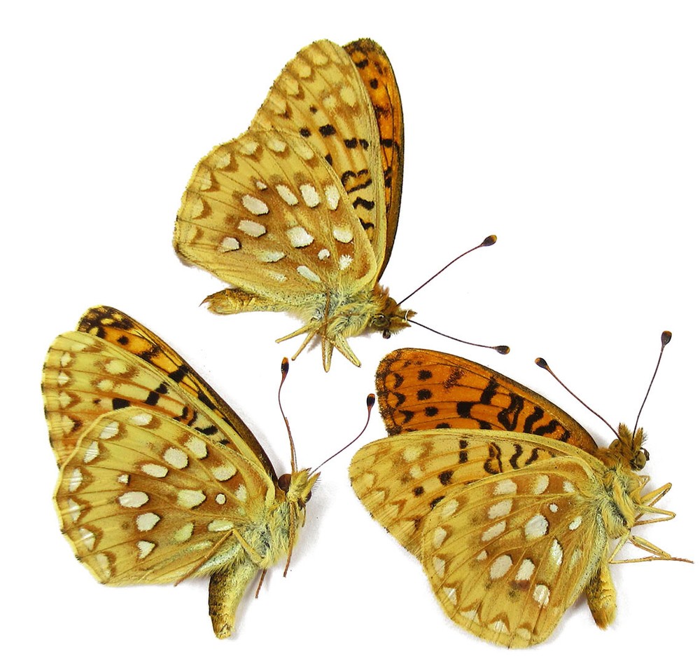 SPEYERIA MORMONIA MORMONIA 2M1F
