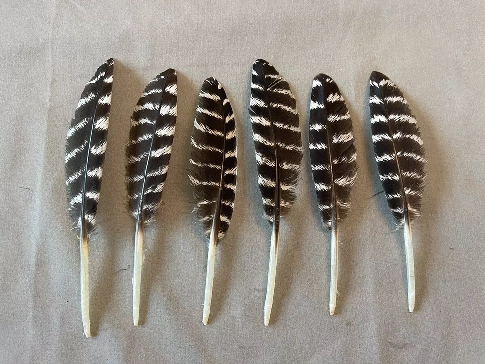 12 - Wild Turkey Primary Wing Coverts