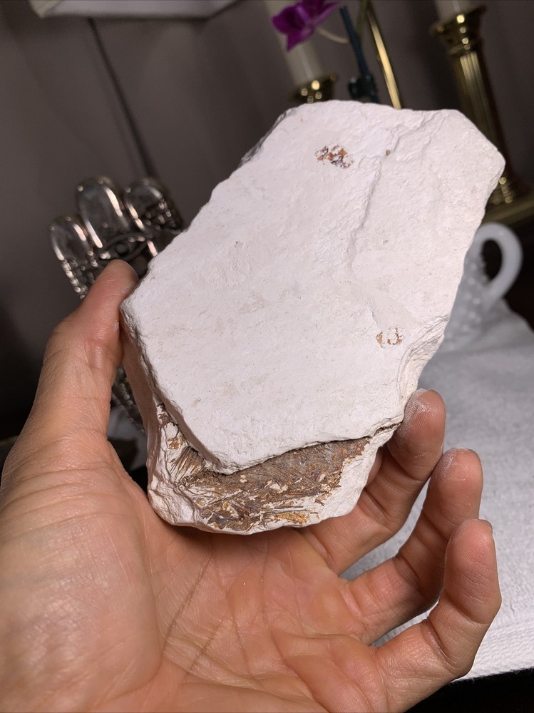Fossil Fish - Plate Antique Rare