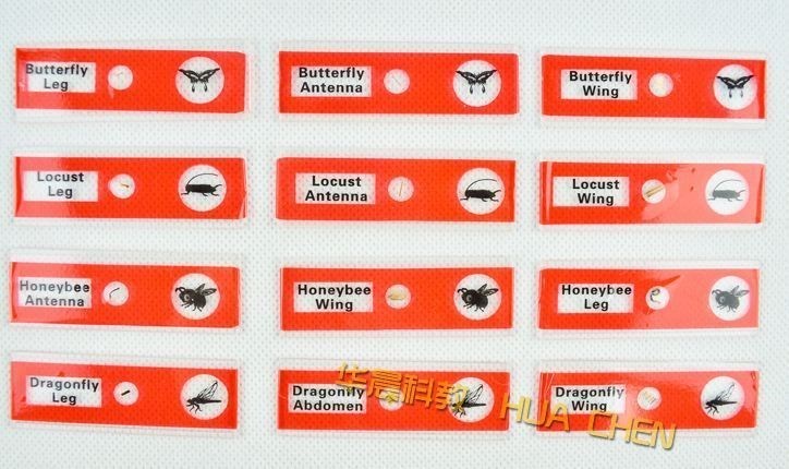 48 Pcs Prepared Microscope Slides Insects Animals Plants Flowers Sample