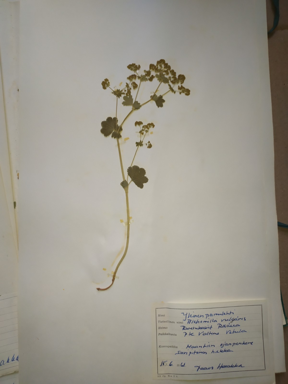 Antique Finnish Herbarium Botanical Pressed Plant specimens scrapbook 60's 50's