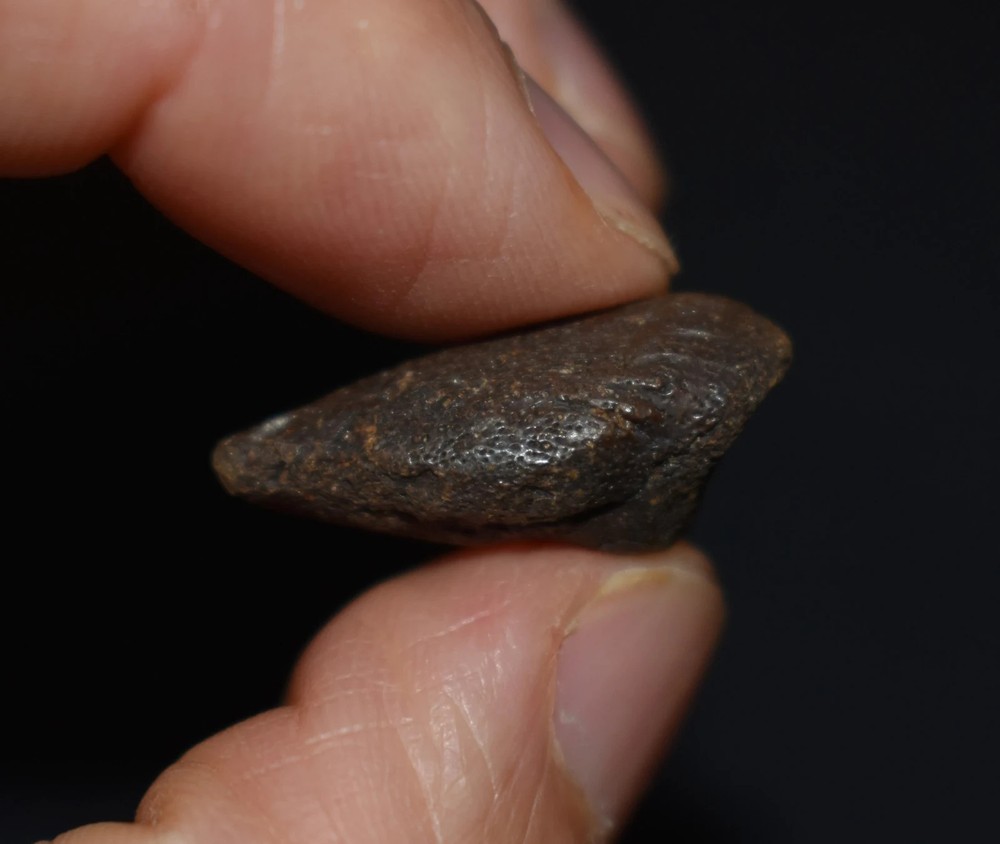 Excellent Small Fossil Tortoise Claw Core/ Toe Bone