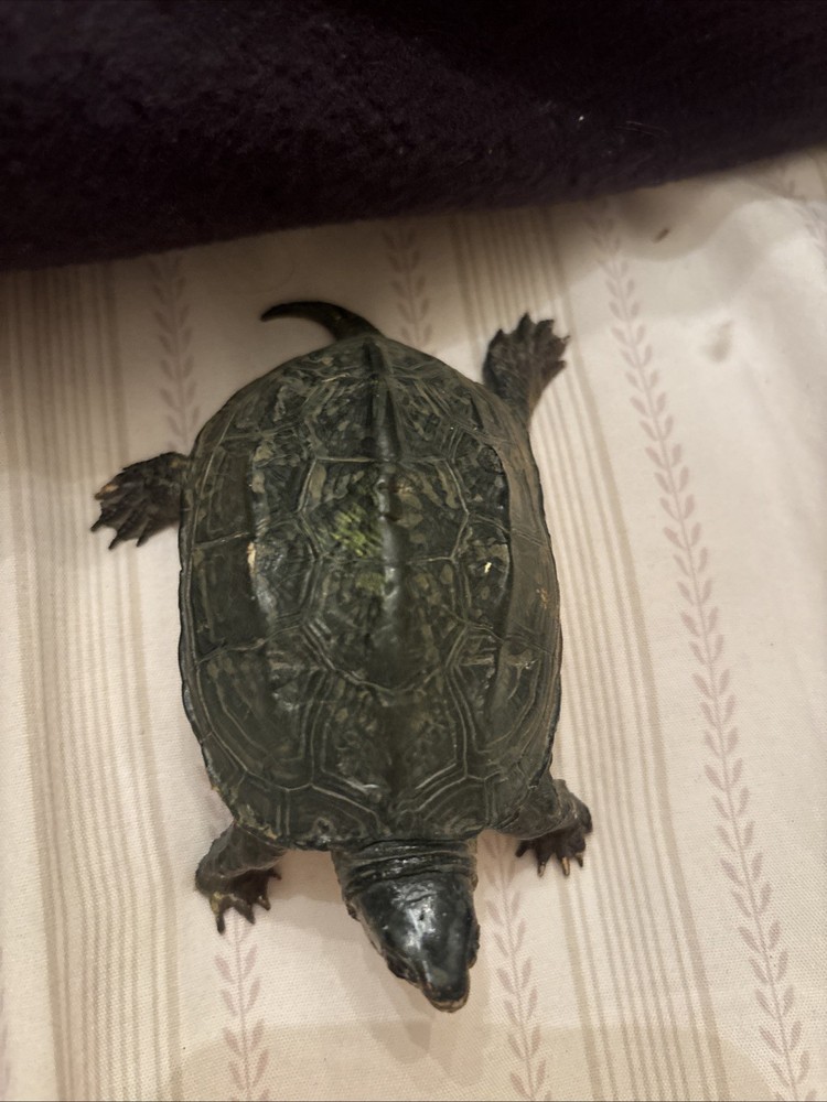 Vintage Realistic Turtle From Reeve's Turtle 4.5"