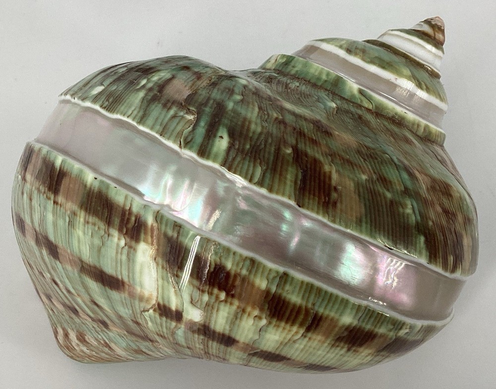 Green Turban Shell From Madagascar