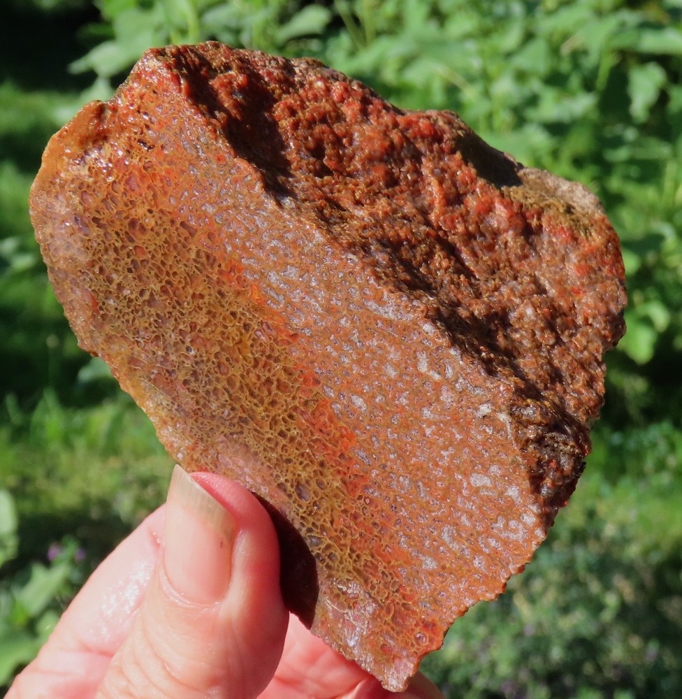 Fossil Dinosaur Gem Bone Specimen -DS78-Jurassic/Morrison Formation