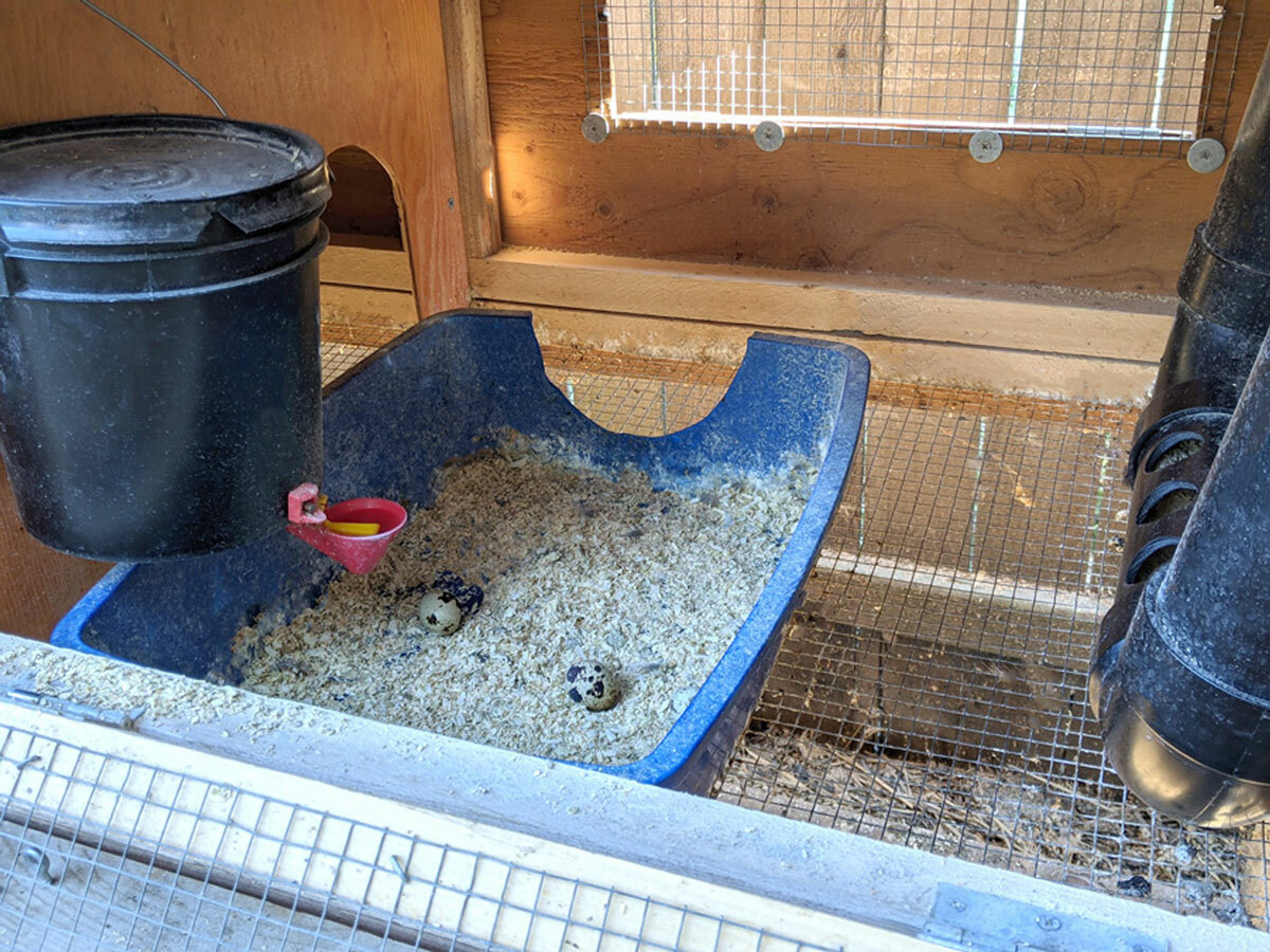 Backyard Quail Coop Plans: The Quail Hutch Plan (eBook on USB Flash Drive)