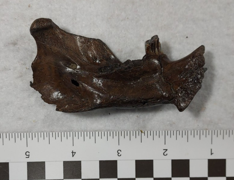 Ice Age Beaver Mandible (Jaw) Bone Fossil