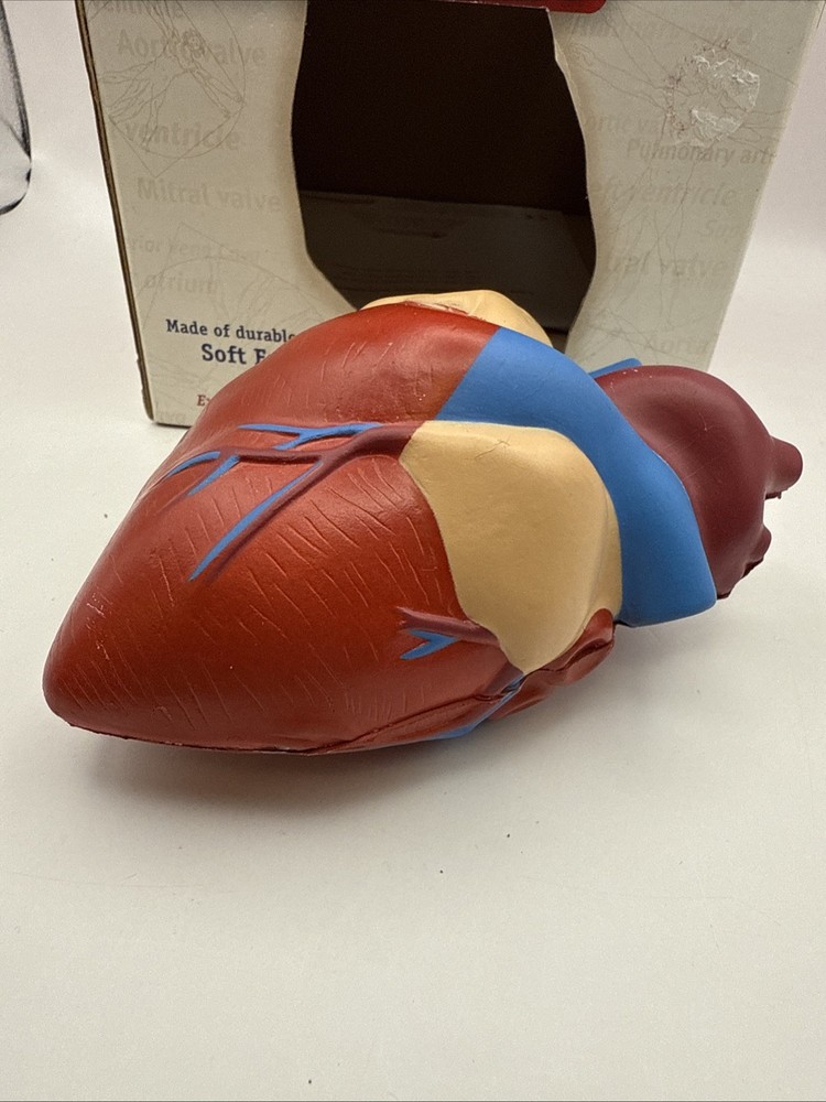 Learning Resources Cross Section HEART Model Soft Foam Grades 2+