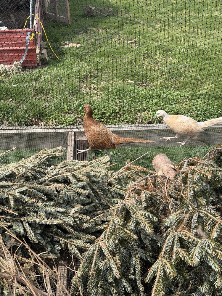 12+ Ringneck Pheasant Color Combo Hatching Eggs