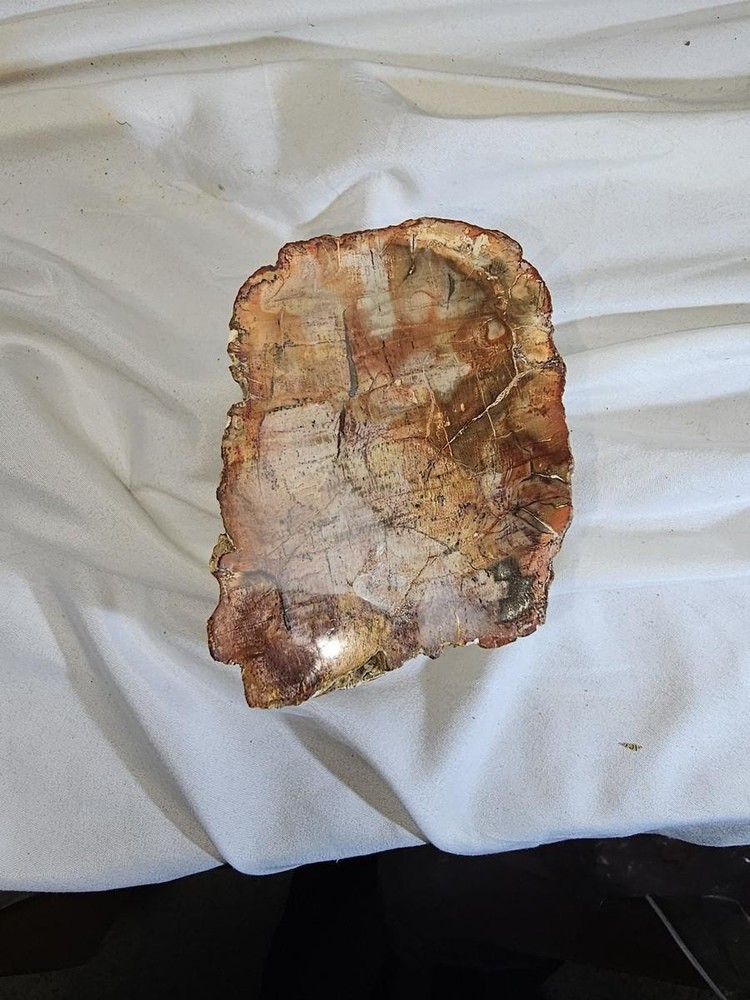 Petrified Wood Log - Top Polished