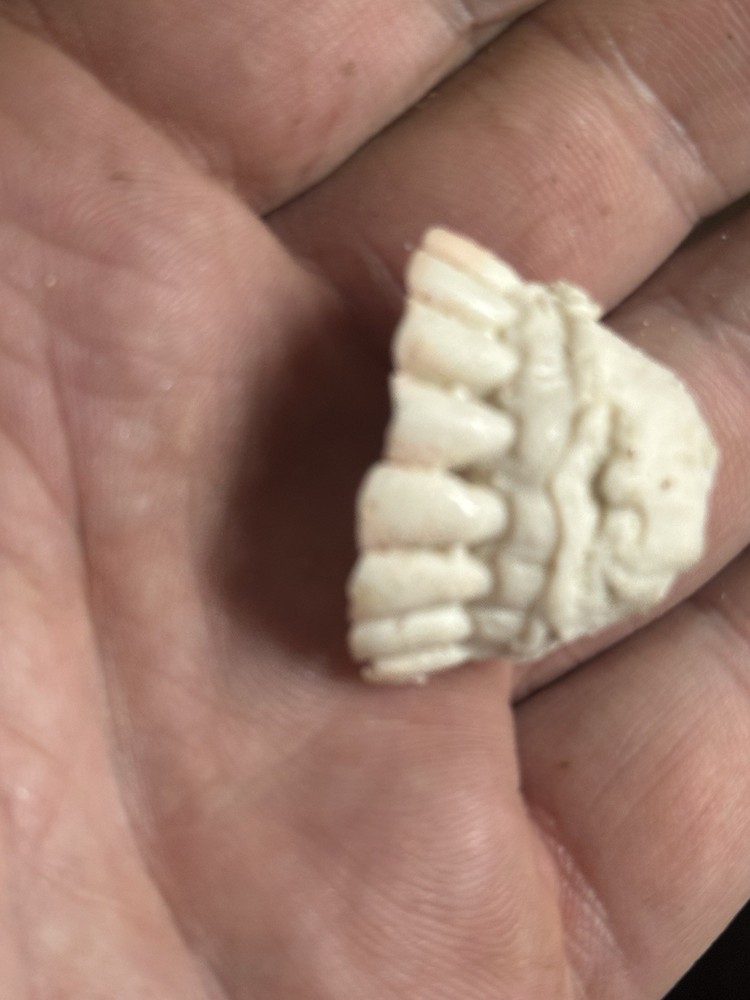 MULE DEER BUCK CAST TEETH EXCEPTIONAL QUALITY