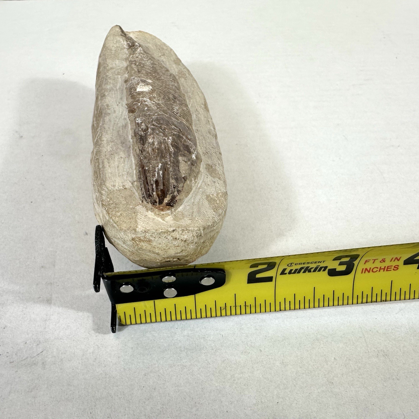 Fossil Fish Encased In Stone Rock Fossilized 6”