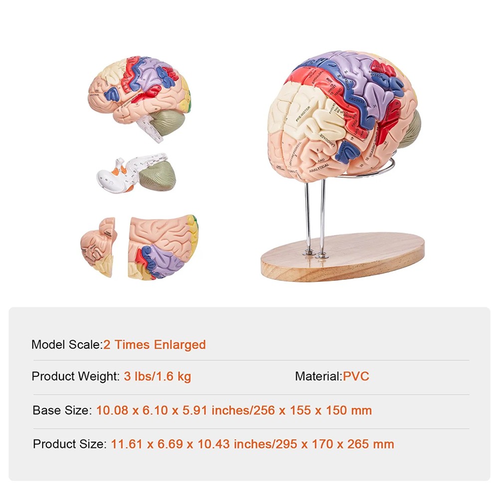 Human Brain Model Anatomy Teaching Brain Model 4-Part Labeled 2X Enlarged
