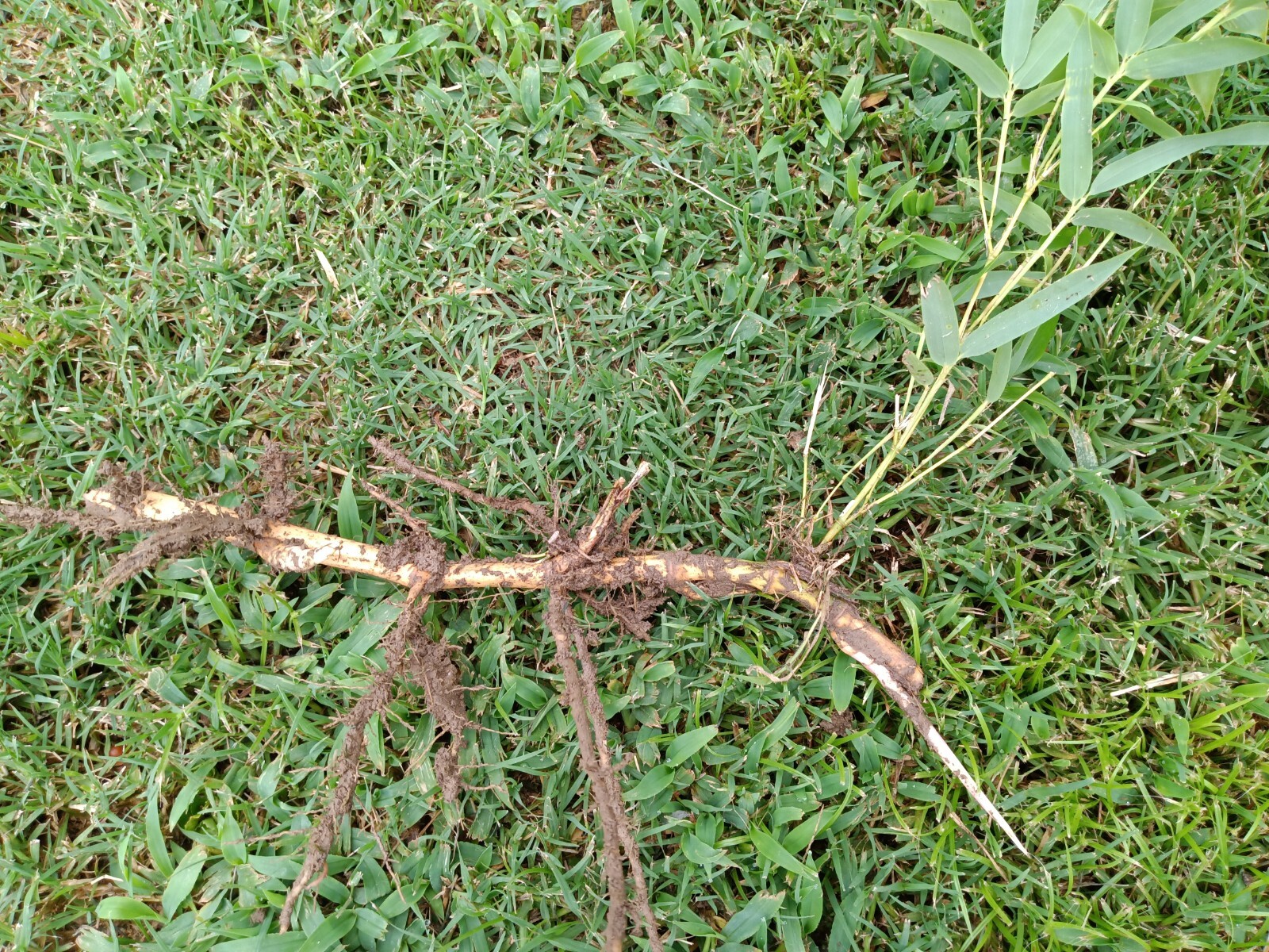 MOSO Live Bamboo Root 6pc per order, 5 in or  longer (with bonus piece)