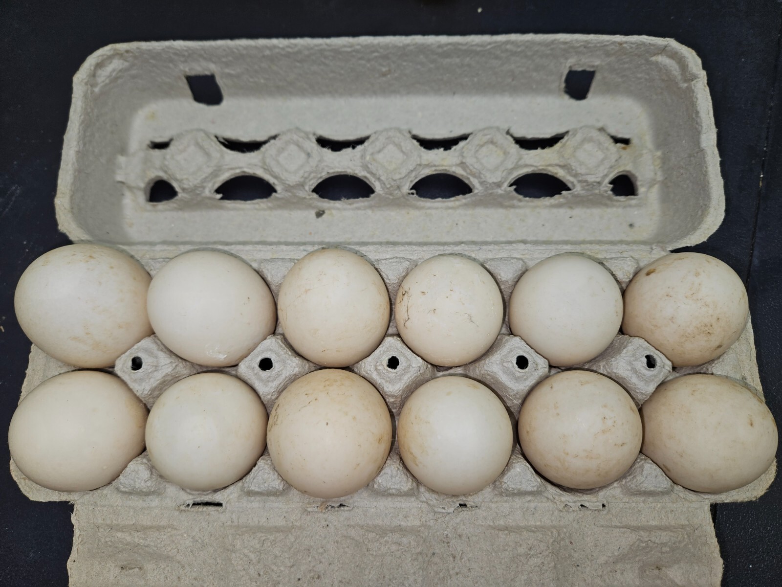 12+3 Khaki Campbell Fertile Hatching Eggs