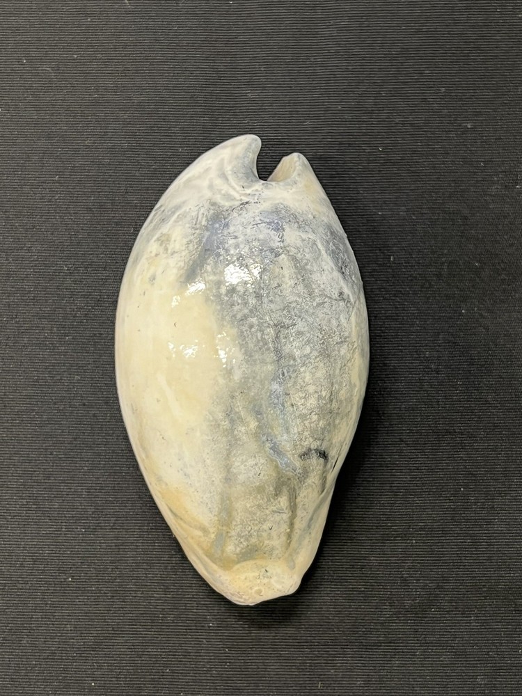 EXTINCT Fossilized COWRIE Shell From Central Florida, Pliocene Era.