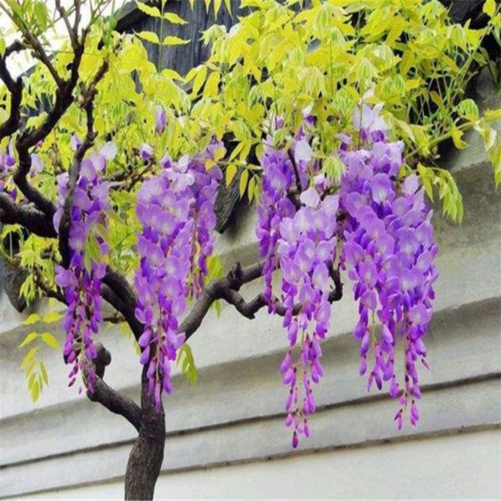 10 Wisteria Flower Seeds