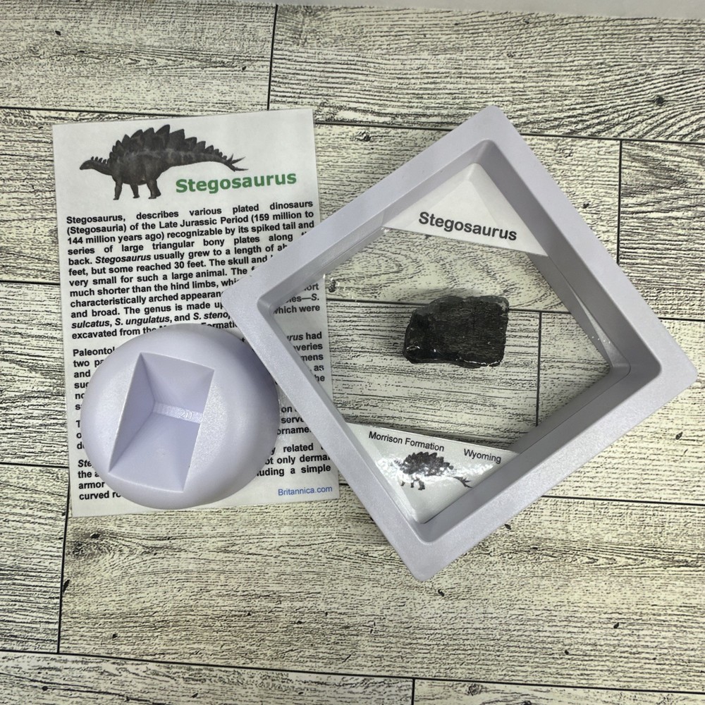 Stegosaurus Extinct Dinosaur Bone Fossil in Great Display Case