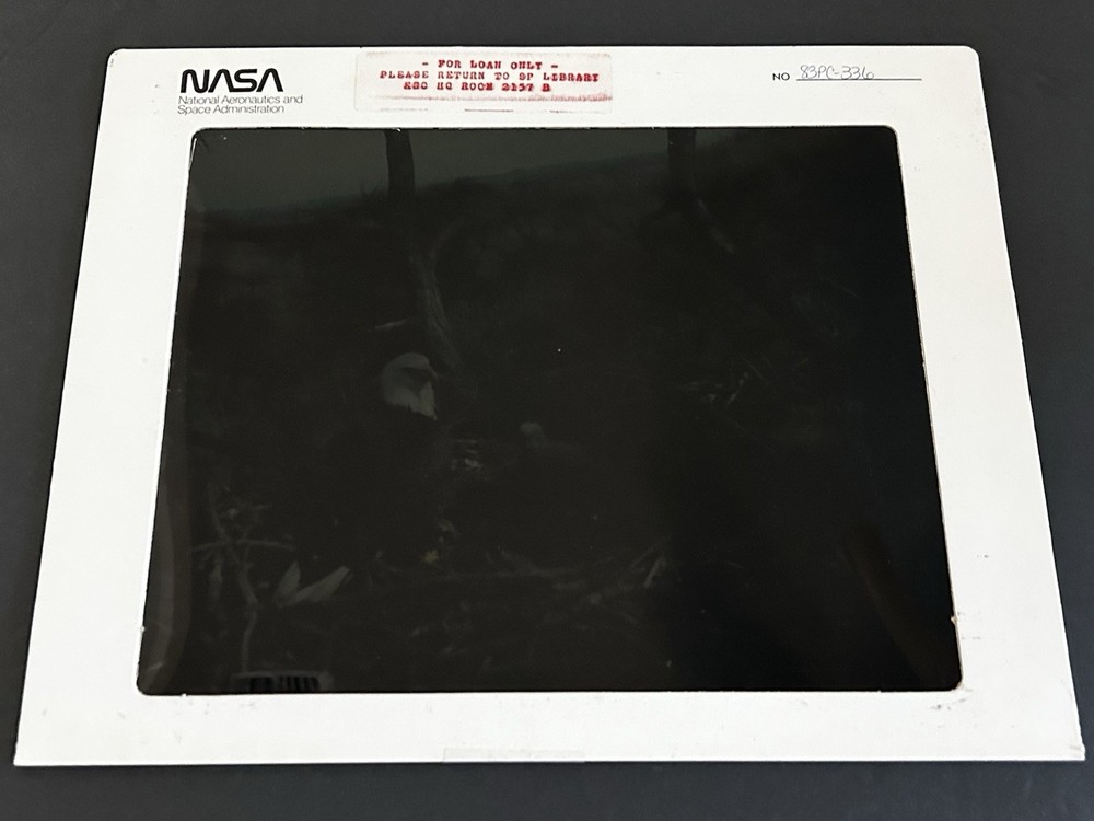 1983 NASA KSC Nature Bald Eagle in Nest Presentation Transparency-336