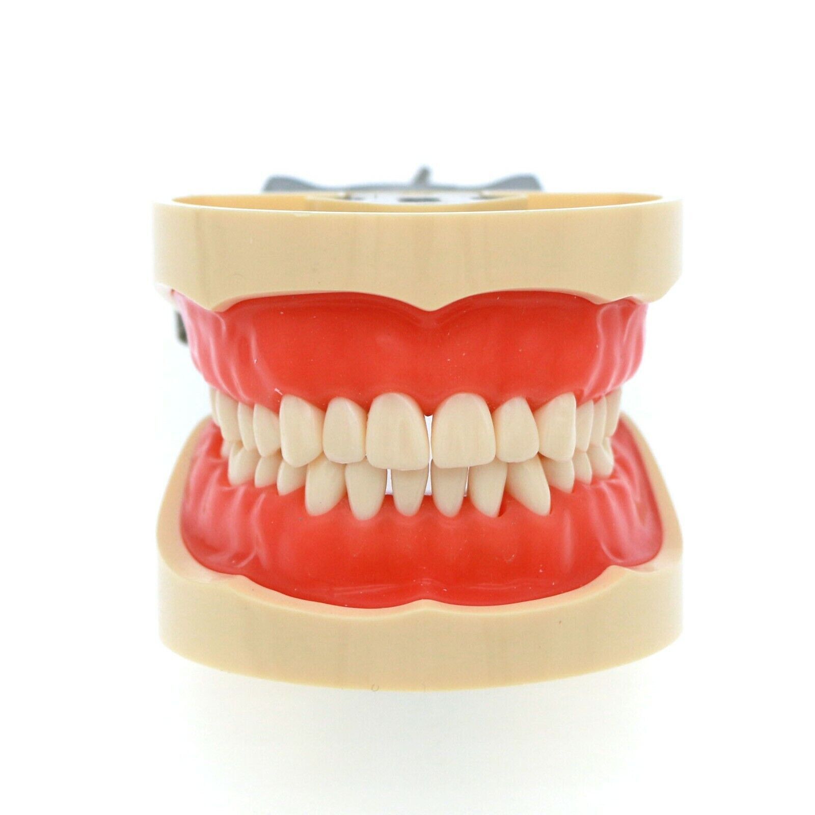 Dental 200 Type Typodont Model With Removable Teeth fit Kilgore NISSIN M8012