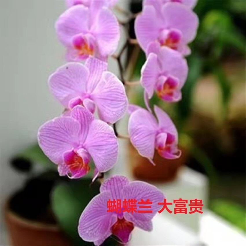 Phalaenopsis Moth Orchids Flower Seeds Multiple Color 100pcs/pack