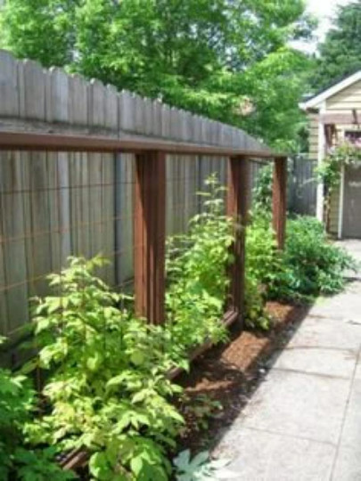 3 Raspberry Plants "Double Gold" Everbearing (3 Dormant Bare Root Canes)Zone 5-8
