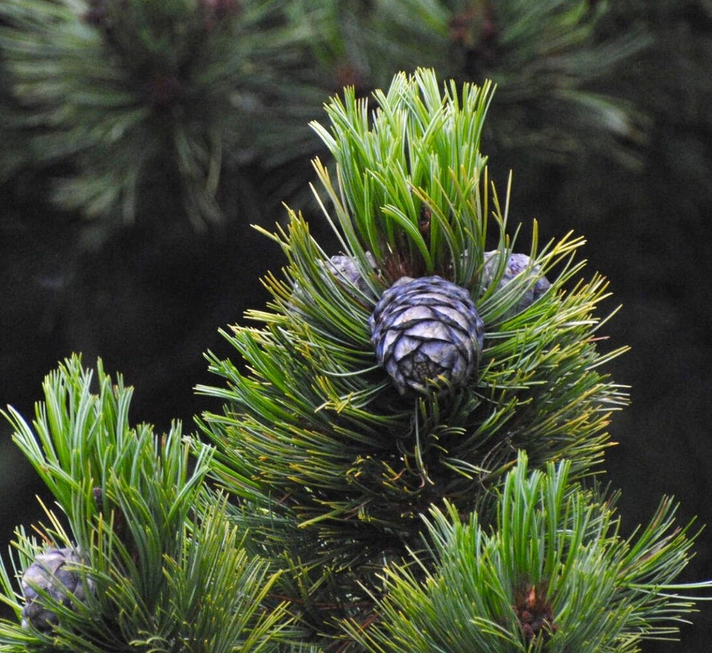 Pinus cembra - Swiss pine | Arolla pine