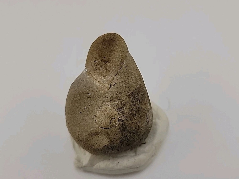 Egg Fossil Permineralized Snake 🐍