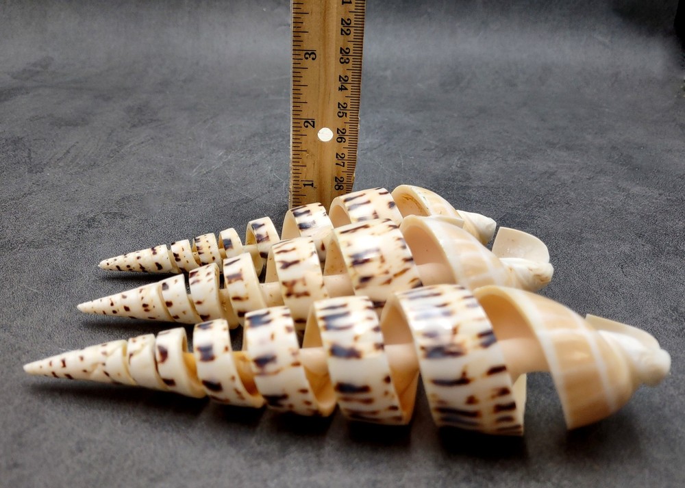Spiral Cut Marlinspike Auger Seashell (1 shell approx. 5+ inches)
