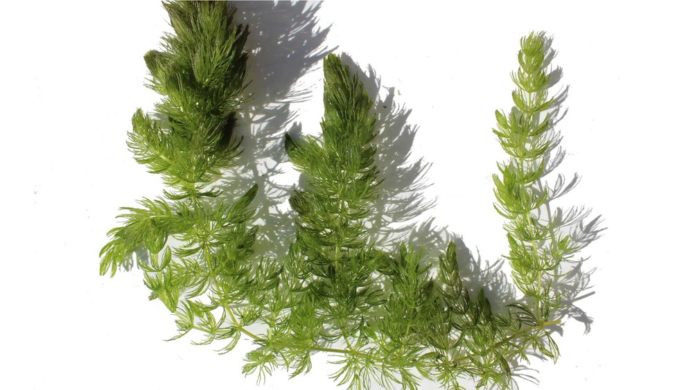 3+ Hornwort Live Aquarium Plants