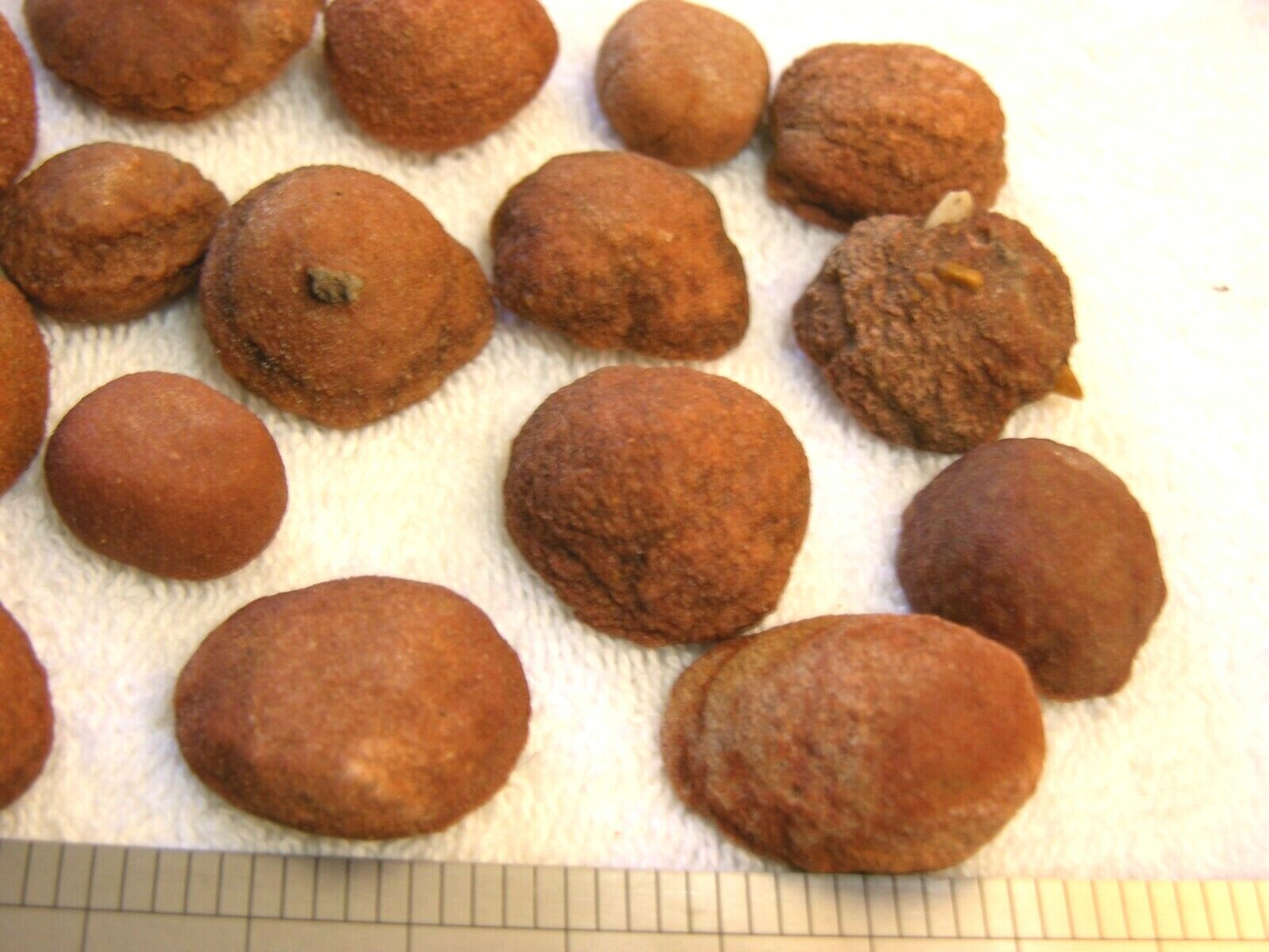 Stromatolite fossils ancient earth life 1 billion years 4 fossils per winner