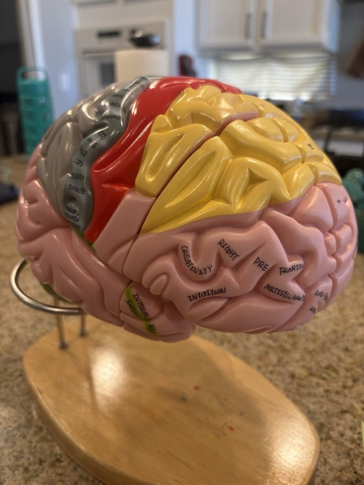 Human Brain Anatomy Model 4-Part Color-Coded w/ Stand & Chart – Educational