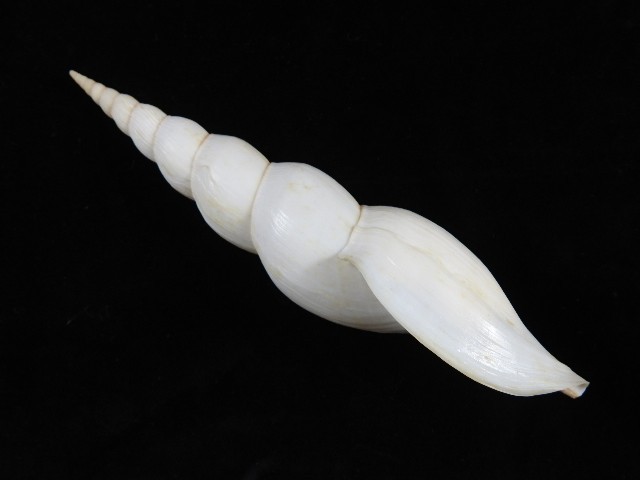 Sea Shell Calliotectum tibiaeforme dupreyae mm ID#9552