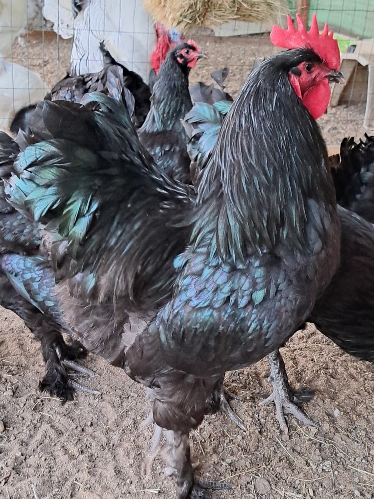 6 Croad Langshan Hatching Eggs (Black)