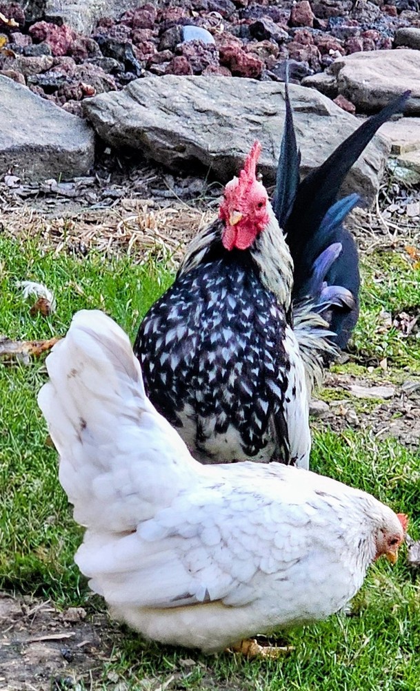 Kikiriki/Serama Mixed Hatching Eggs 12++