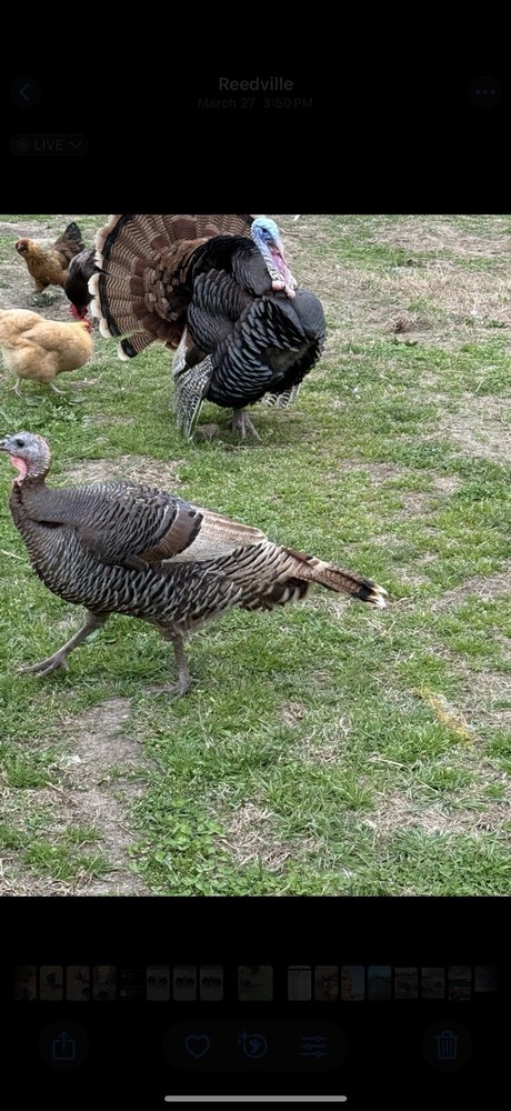 10 Heritage Turkey Fertile Hatching Eggs