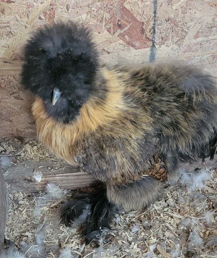 (6) Show Quality Silkie Bearded & Crested Fertile Hatching Eggs, Shipped in Foam