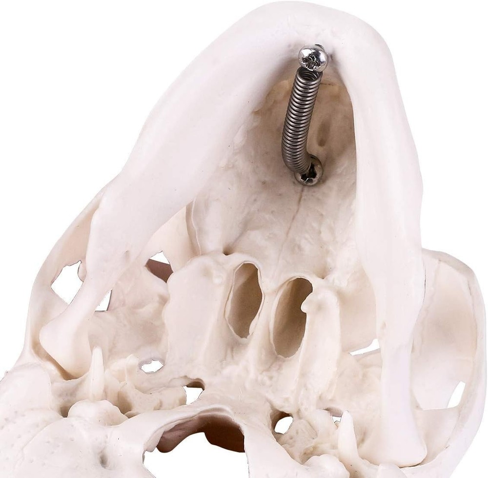 Mini Anatomical Skull Model: 3-Part Design with Moving Jaw & Removable Cap