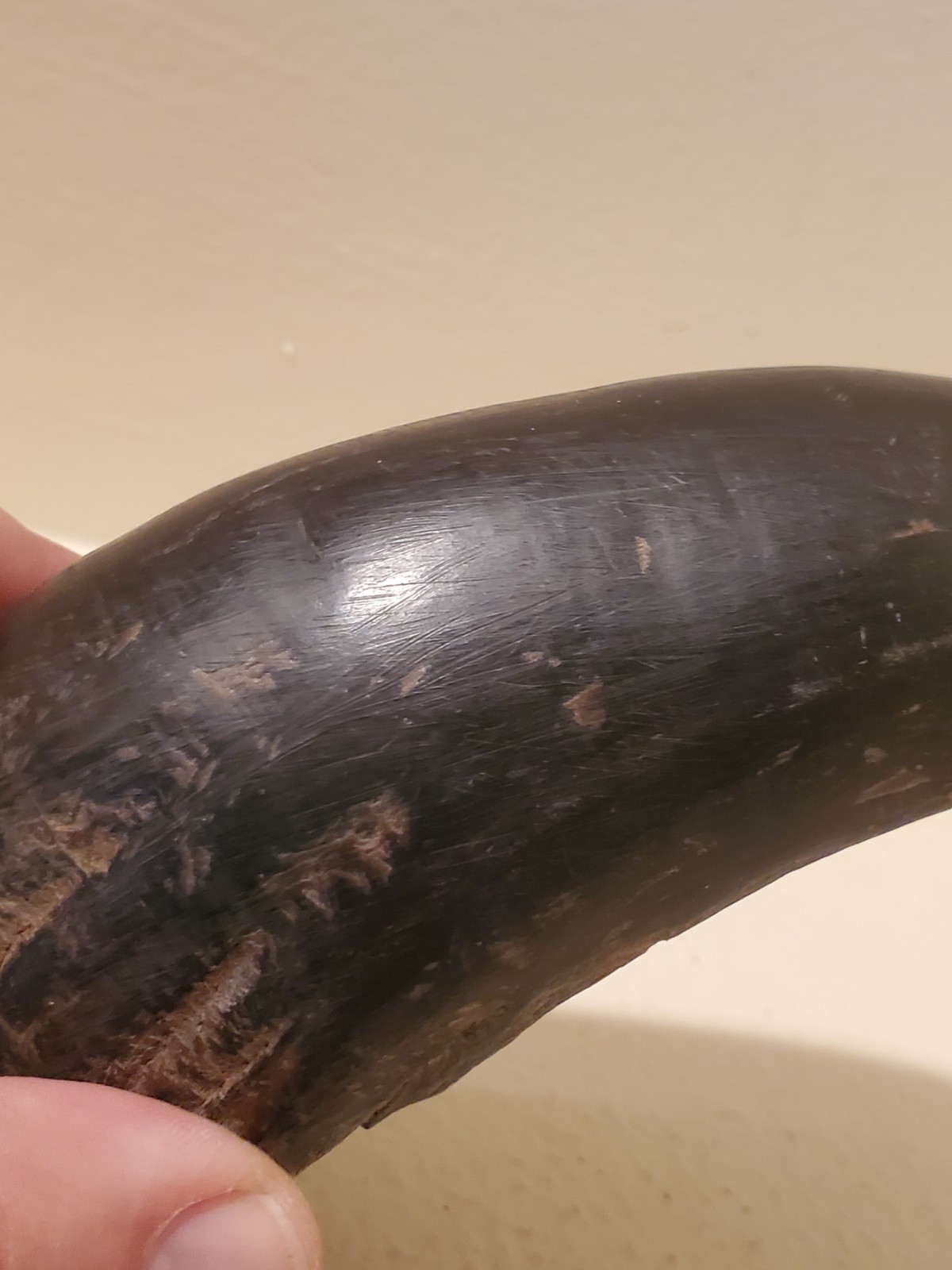 Antique OLD Native American Indian plains bison horn spoon 19th c.