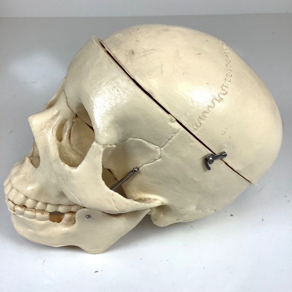 Human Skull Model Anatomical Teaching Skeleton Head Studying Art Removable Top