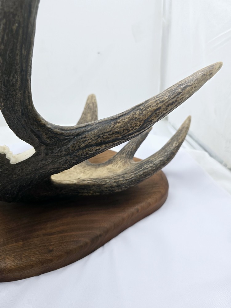 Monte Baker Moose Antler Carving 28x22"