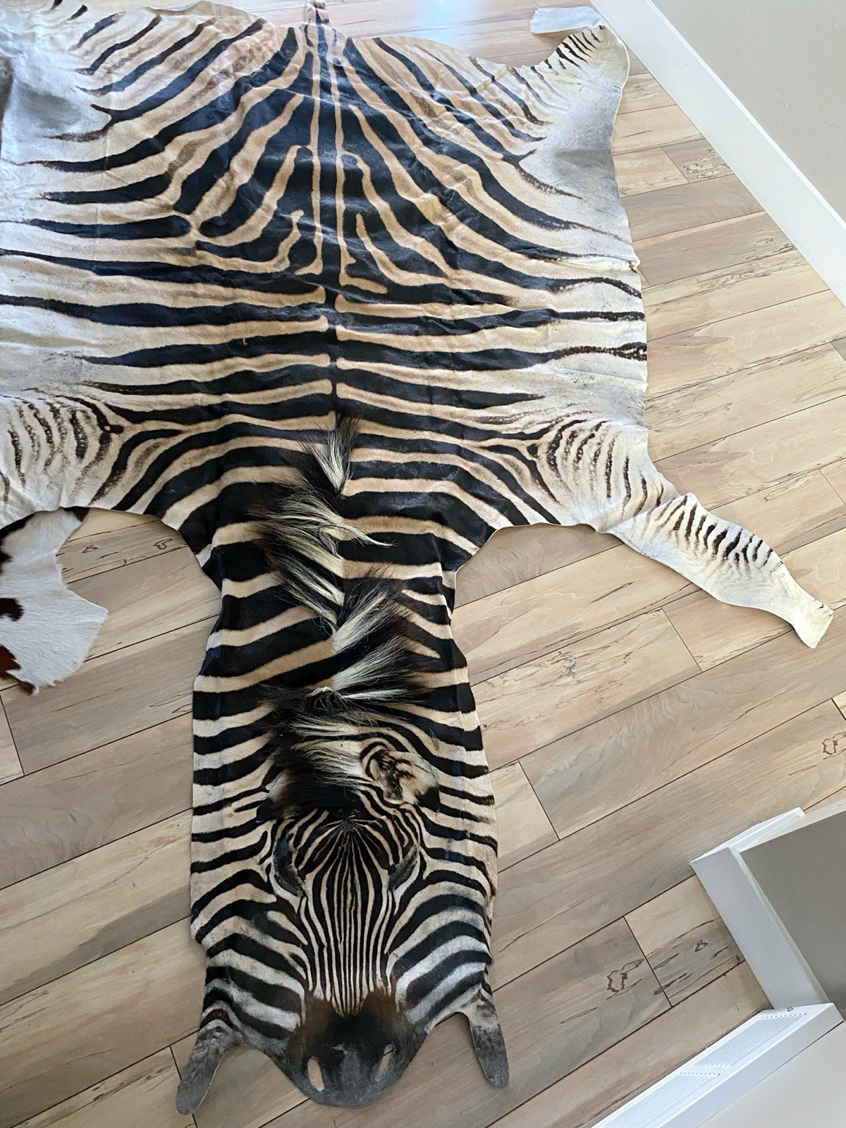 BEAUTIFUL GENUINE EQUUS BURCHELL ZEBRA SKIN RUG HIDE - US SHIPPER
