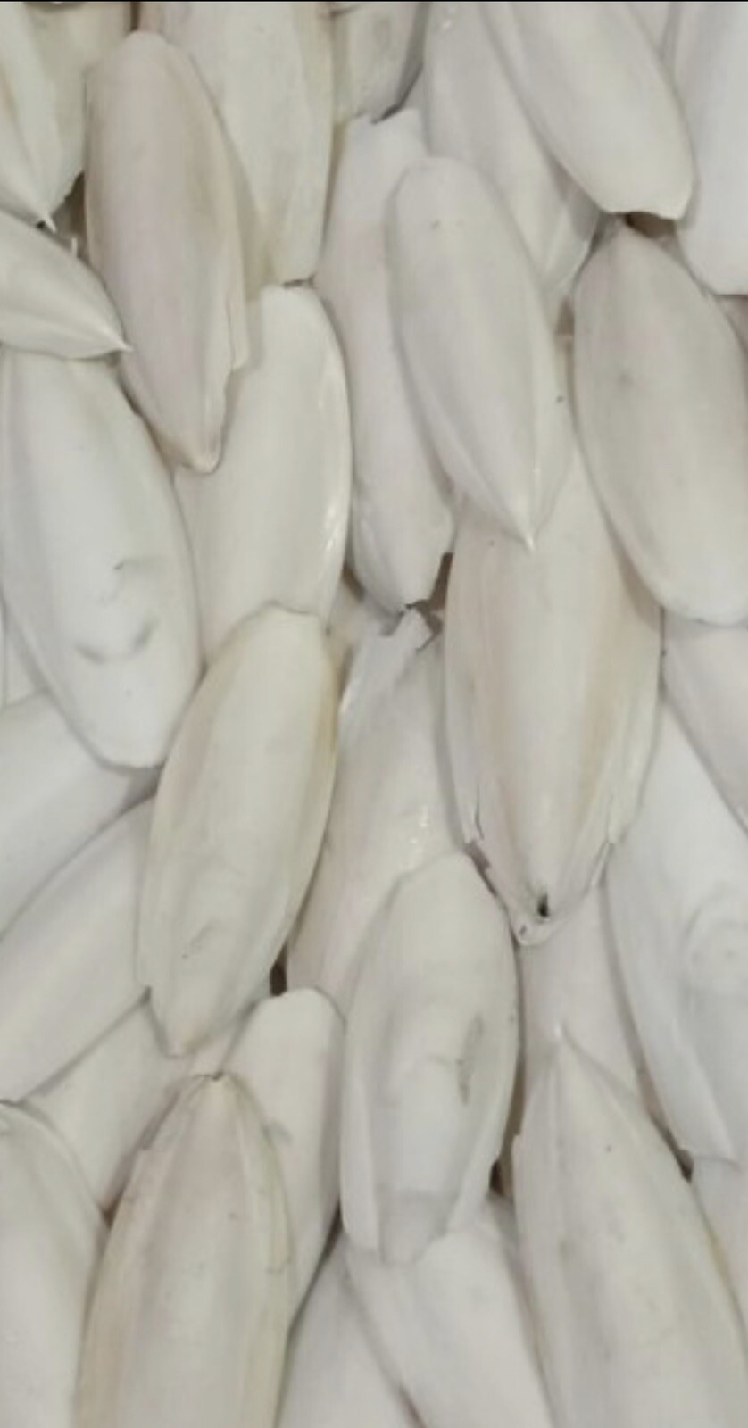 Large Natural Cuttlebone Cuttlefish Bone Bird Reptile Turtle Food Calcium 6"++