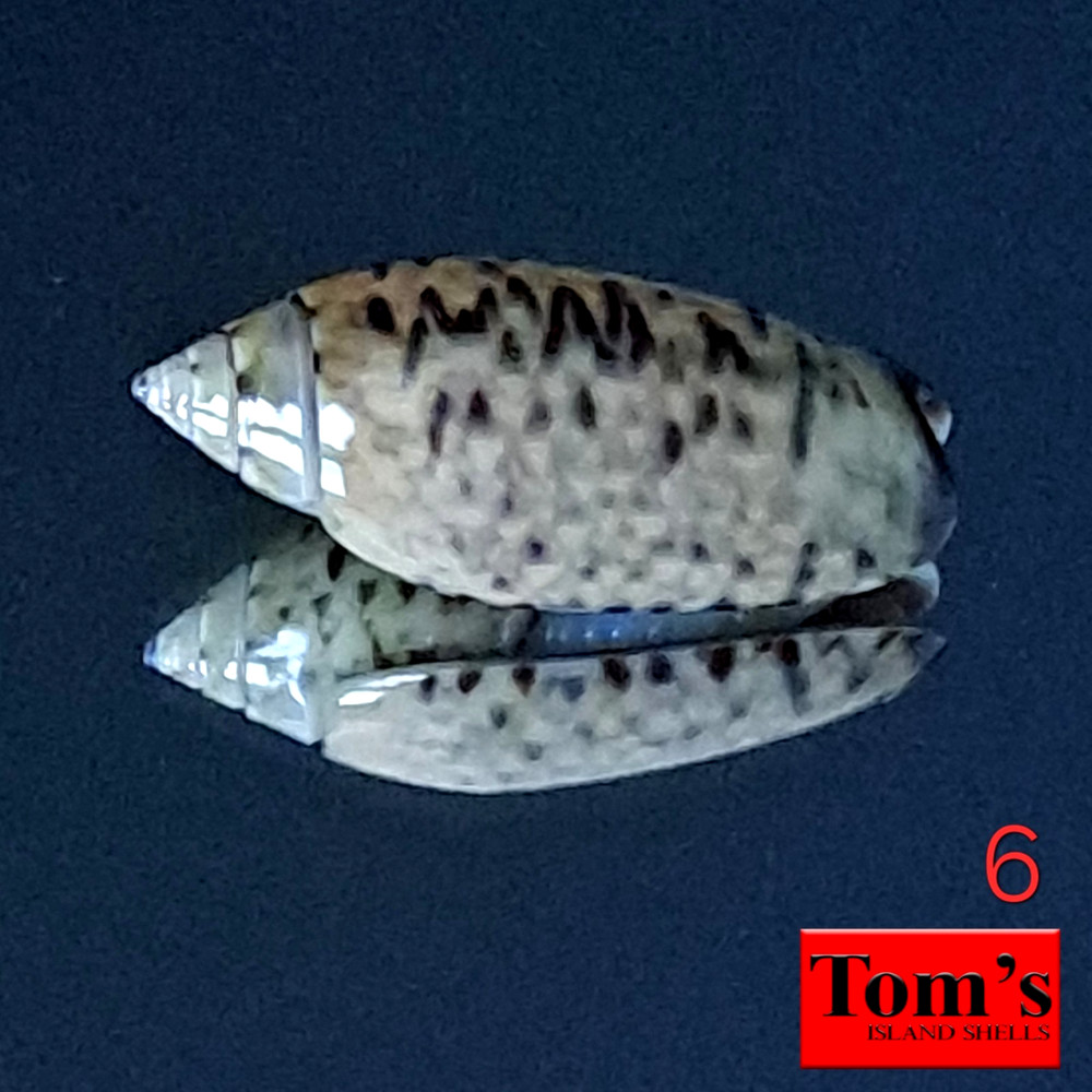 Oliva tigridella f. javaensis #6  24.4mm BEIGE GEM! GORGEOUS BEAUTY East Java