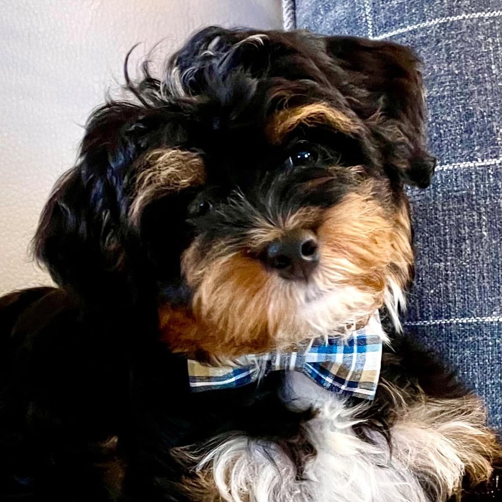 Dog Cat Collar Bowtie Grid Pattern Plastic Buckle Adjustable Small Medium Pet