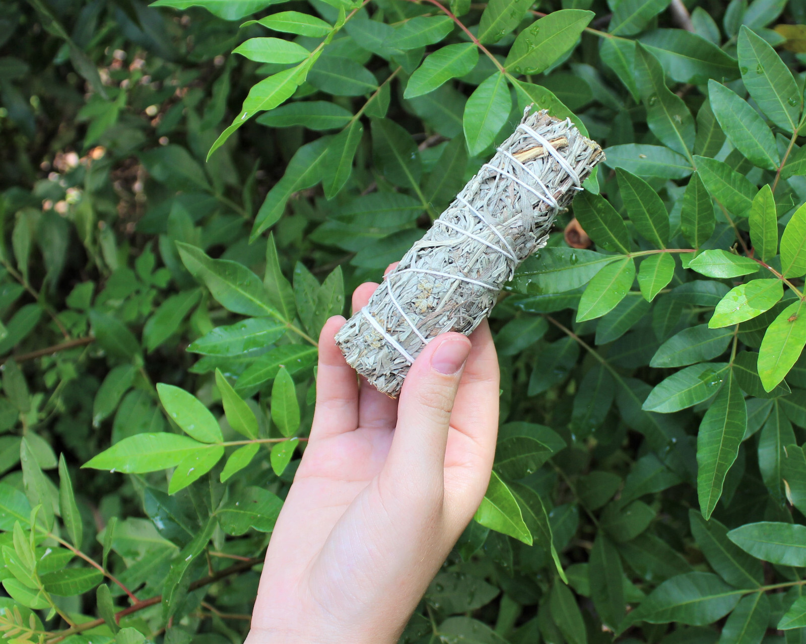 Blue Sage Smudge Stick 4-5 " (Herb, Remove Negative Energy, Smudge Bundle)